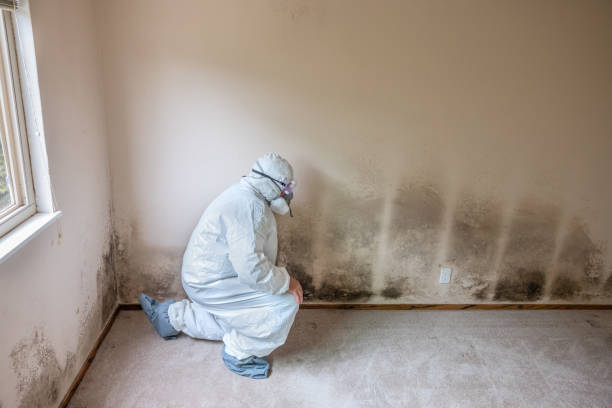 Why You Should Choose Our Mold Remediation Services in Hinsdale, IL