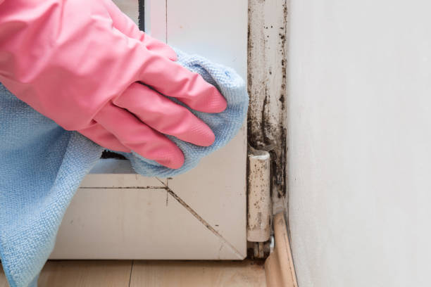 Mold Odor Removal Services in Hinsdale, IL